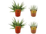 Set Di 4 Piante Grasse - Aloe Spider + Senecio Scaposus - Piante Da Appartamento Ø10,5 Cm ↕10 Cm - Mini Piante Di Facile Cura Per Ambienti Soleggiati - Ideali Per Davanzali, Soggiorni E Uffici