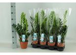 Zamioculcas Piuma Fortunata - Ø14Cm - 65Cm Di Altezza - Robusta Pianta D'appartamento - Facile Da Curare E Purificatrice D'aria