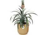 Pianta Di Ananas - Pineapple Mi Amigo - Pianta Tropicale Da Appartamento In Vaso Vibes Fold 14Cm Giallo - Facile Da Curare E Decorativa