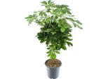 Schefflera Compacta 'Nora' - Pianta D'appartamento - Ø21Cm - Altezza Circa 75Cm - Aralia Compatta E Radiosa - Facile Da Curare E Purificante Dell'aria - Per Interni Luminosi