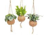 Kokodama Jungle Mix - Set Di Piante Da Appendere - Piante Da Appartamento In Design Kokodama - Ø17Cm - Altezza Circa 28Cm - 3 Piante