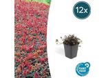 Noci Spinose Rosso-Brune - Acaena Microphylla 'Kupferteppich' - Copertura Del Terreno - ↕10-25Cm - Ø9Cm - 12 Piante