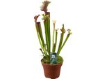 Pianta Tubolare Sarracenia 'Judith Hindle' - Pianta Carnivora Da Appartamento - Ø12Cm - Altezza Circa 30Cm - Esotica E Facile Da Curare - Per Ambienti Da Leggeri A Semi-Ombreggiati