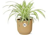 Giglio Verde Chlorophytum Comosum Variegatum - Pianta Ragno - Pianta D'appartamento Con Vaso Decorativo Vibes Fold Yellow Ø14Cm - Pianta Pensile Che Purifica L'aria E Di Facile Manutenzione - Per Soggiorno E Ufficio