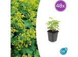 Alchemilla Mollis - Mantiglia Della Signora - Perenne Tappezzante Con Fiori Giallo-Verdi - 48 Piante - 10-25Cm - Ø9Cm - Resistente E Facile Da Curare