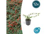 Cotoneaster A Tappeto Cotoneaster Dammeri - 12 Piante - ↕10-25Cm - Ø9Cm - Copertura Del Terreno - Fioritura E Cura Facile - Sole E Ombra