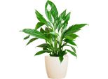 Spathiphyllum Sweet Lauretta - Foglia Di Guaina - Pianta Da Appartamento + Vaso Viber White - ↕80Cm - Ø21Cm - Giglio Della Pace Con Eleganti Fiori Bianchi - Facile Da Curare E Decorativo