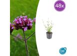 Verbena Alta Verbena Bonariensis 'Lollipop' - 48 Piante - ↕10-25 Cm - Ø9 Cm - Pianta Compatta Dai Fiori Color Porpora - Perenne Facile Da Curare E Amica Delle Api