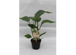 Albero Strelitzia Strelitzia Nicolai - Pianta Da Appartamento - Ø13Cm - Altezza Circa 35Cm - Fiore Esotico Dell'uccello Del Paradiso Per La Casa