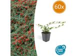 Cotoneaster A Tappeto Cotoneaster Dammeri - 60 Piante - ↕10-25Cm - Ø9Cm - Copertura Del Terreno - Fioritura E Cura Facile - Sole E Ombra