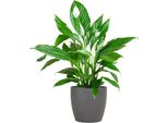 Spathiphyllum Sweet Lauretta - Foglia Di Guaina - Pianta Da Appartamento + Vaso Viber Grey - ↕80Cm - Ø21Cm - Giglio Della Pace Con Eleganti Fiori Bianchi - Facile Da Curare E Decorativo Per Interni