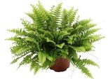 Nephrolepis Boston Green - Felce Di Boston - Pianta Da Appartamento - Ø12Cm - ↕20Cm - Pianta Pensile Che Purifica L'aria Per Interni - Felce Di Facile Manutenzione Per Soggiorno, Camera Da Letto E Ufficio