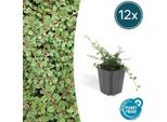 Cotoneaster Prostratus 'Queen Of Carpets' - Nespolo Da Tappeto - Ø9Cm - ↕10-25Cm - 12 Piante - Tappezzante Resistente Con Fiori E Bacche