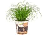 Erba Dei Gatti - Cyperus Zumula - Erba Di Cipro A Foglie Alterne - Ø12Cm - ↕23Cm - Pianta D'appartamento Per Gatti - Aiuto Naturale Alla Digestione E Pianta Decorativa