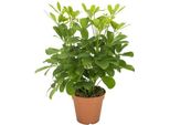 Ray Aralia - Schefflera Nora - Pianta Da Appartamento - Ø13Cm - Altezza Circa 35Cm - Pianta Decorativa E Di Facile Manutenzione Per La Casa E L'ufficio