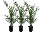 Phoenix Canariensis - Palma Da Dattero Delle Canarie - Pianta D'appartamento - Ø15Cm - Altezza Circa 80Cm - 3 Piante - Palma Tropicale Per Soggiorno, Veranda E Patio