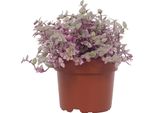 Callisia Repens 'Rosato' - Pianta Ricadente Tricolore Ø12Cm - ↕16Cm - Rosa-Verde-Viola - Pianta Da Appartamento Per Ambienti Luminosi