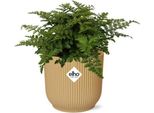 Felce Da Nido Asplenium Parvati - Pianta D'appartamento Con Vaso Decorativo Vibes Fold Yellow Ø14Cm - Pianta Di Felce Purificatrice D'aria Di Facile Cura - Per Soggiorno, Camera Da Letto E Ufficio