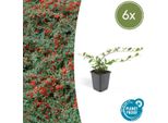 Cotoneaster Dammeri - Cotoneaster A Tappeto - Ø9Cm - ↕10-25Cm - 6 Piante - Coprisuolo Resistente Con Fiori E Bacche