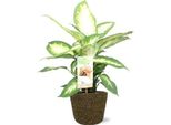 Dieffenbachia Camilla - Dieffenbachia - Pianta D'appartamento - Ø17Cm - ↕45Cm - Incl. Vaso Selin Nero Ø18X16Cm - Stile Tropicale Per Soggiorni E Uffici