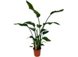 Strelitzia Nicolai - Strelitzia Arborea - Ø21Cm - ↕120Cm - Pianta D'appartamento Esotica - Aspetto Foglia Di Banano Xxl - Per Soggiorno E Ufficio