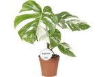 Monstera Deliciosa Variegata - Pianta D'appartamento Ø15Cm ↕45Cm - Rara Monstera Variegata Con Foglie Bianco-Verdi - Pianta Rampicante Tropicale E Depurativa Dell'aria - Per Il Soggiorno E L'ufficio