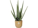 Vera Aloe Vera - Pianta Da Appartamento 12Cm - Incl. Vaso Decorativo Vibes Fold Yellow Ø14Cm - Succulenta Di Facile Cura Con Proprietà Purificanti Dell'aria - Decorativa E Medicinale Per Soggiorno E Ufficio