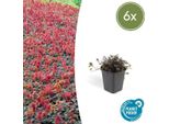 Acaena Microphylla 'Kupferteppich' - Dadi Spinosi Marrone-Rosso - Copertura Del Terreno Ø9Cm ↕10-25Cm - Facile Da Curare E Resistente - Per Giardini, Sentieri E Giardini Rocciosi - 6 Piante