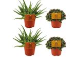 Aloe Spider + ,Callisia Turtle - 4 Piante D'appartamento In Un Set - Ø10.5Cm - ↕10Cm - Piante Grasse E Piante Verdi Di Facile Manutenzione - Decorative E Robuste - Per Davanzale, Soggiorno E Ufficio