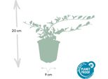 Cotoneaster Dammeri - Tappezzante A Crescita Piatta Con Fiori E Bacche - 48 Piante - ↕10-25Cm - Ø9Cm - Resistente E Facile Da Curare