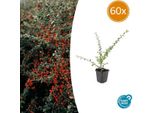 Nespola A Tappeto Cotoneaster Suecicus 'Coral Beauty' - 60 Piante - ↕10-25Cm - Ø9Cm - Copertura Del Terreno - Fiori E Bacche Per Giardino E Balcone