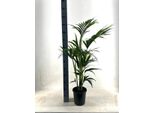 Palma Kentia - Howea Forsteriana - Ø21Cm - Altezza Circa 110Cm - Pianta D'appartamento Facile Da Curare E Che Purifica L'aria - Palma Elegante Per Soggiorno, Ufficio E Ingresso