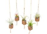 Kokodama Tillandsia Bird's Nest Mix - Pianta Ricadente - Set Di Piante Aeree - Ø7Cm - Altezza Circa 5Cm - 8 Piante - Pianta D'appartamento In Vaso Di Fibra Di Cocco