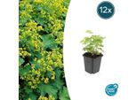 Alchemilla Mollis - ↕10-25Cm - Ø9Cm - 12 Piante - Tappezzante E Perenne Per Aiuole, Zone D'ombra E Giardino