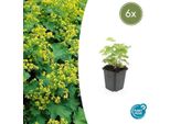 Alchemilla Mollis - ↕10-25Cm - Ø9Cm - 6 Piante - Tappezzante E Perenne Per Aiuole, Zone D'ombra E Giardino