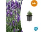 Lavanda Lavandula Angustifolia 'Dwarf Blue' - 24 Piante - Lavanda Blu Compatta - Fiori Profumati E Adatti Alle Api - Resistente E Facile Da Curare