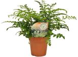 Felce Da Nido - Asplenium Parvati - Pianta Da Appartamento - Ø12Cm - Altezza Circa 35Cm - Felce Decorativa A Coste Per Interni