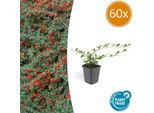 Nespola A Tappeto Cotoneaster Dammeri 'Major' - 60 Piante - ↕25Cm - Ø9Cm - Copertura Del Terreno - Resistente E Facile Da Curare - Sole E Ombra Parziale