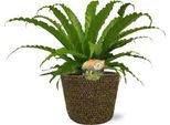 Asplenium Osaka Nido Di Felce - Ø17 Cm - Altezza Circa 40 Cm - Include Vaso Selin Black Ø18X16 Cm - Elegante Pianta Da Appartamento Per Soggiorno E Ufficio