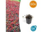Fico D'india Rosso Bruno Acaena Microphylla 'Kupferteppich' - 60 Piante - ↕10-25Cm - Ø9Cm - Copertura Del Terreno - Fioritura E Cura Facile - Sole E Ombra