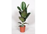 Ficus Elastica Robusta - Albero Della Gomma - Pianta Da Appartamento - Ø17Cm - Altezza 65Cm - Fogliame Forte E Lucido - Facile Da Curare E Robusto