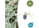 Hedera Helix 'Glacier' - Edera Bianco-Verde - Ø9Cm - ↕10-25Cm - 6 Piante - Copertura Del Terreno E Facile Da Curare - Crescita Rapida