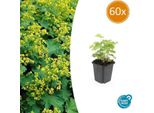 Alchemilla Mollis - ↕10-25Cm - Ø9Cm - 60 Piante - Tappezzante E Perenne Per Aiuole, Zone D'ombra E Giardino