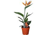 Strelitzia Reginae - Uccello Del Paradiso - Pianta Da Appartamento Con Fiore Artificiale - ↕35Cm - Ø13Cm - Pianta Esotica Per Soggiorno, Ufficio E Balcone - Pianta Decorativa Uccello Del Paradiso