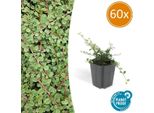 Cotoneaster Prostratus 'Queen Of Carpets' - Nespola Da Tappeto - Ø9Cm - ↕10-25Cm - 60 Piante - Robusta Copertura Del Suolo Con Fiori E Bacche