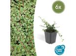 Nespola Cotoneaster Prostratus 'Queen Of Carpets' - ↕10-25Cm - Ø9Cm - 6 Piante - Robusta Copertura Del Terreno - Fiori Bianchi E Bacche Rosse - Sole E Ombra - Facile Da Curare