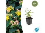 Erba Di San Giovanni Hypericum Inodorum 'Annebel' - ↕10-25Cm - Ø9Cm - 6 Piante - Arbusto Compatto A Fioritura Estiva Per Aiuole, Copertura Del Terreno E Siepi Basse - Facile Da Curare E Resistente