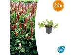 Artemisia Persicaria Affinis. 'Darjeeling Red' - 24 Piante - Fogliame Vivace Dal Rosso Al Rosa - Perenne Colorata Di Facile Cura - Da Sole A Ombra Parziale