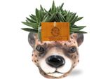 Crassula Tenelli - Succulente - Pianta D'appartamento - Ø11Cm - Altezza Circa 15Cm - In Vaso Di Ceramica Leopard Brown Ø12X9,5Cm - Facile Da Curare E Decorare
