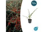Nespolo Cotoneaster Suec. 'Coral Beauty' - ↕10-25Cm - Ø9Cm - 12 Piante - Copertura Del Terreno E Siepe Bassa - Resistente - Facile Da Curare